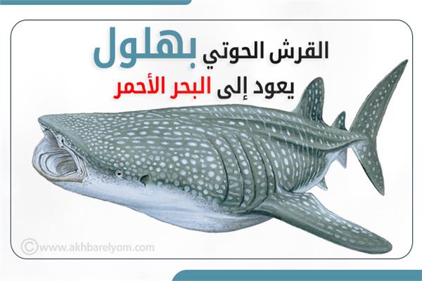 إنفوجراف: القرش الحوتي بهلول يعود إلى البحر الأحمر