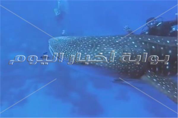 محميات البحر الأحمر عن قرش الحوت: ليس كائن مفترس