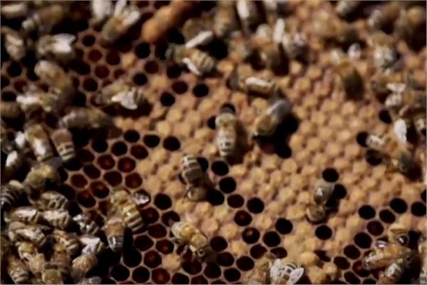 العالم يفقد أكثر من نصف مليار نحلة خلال 3 أشهر فقط