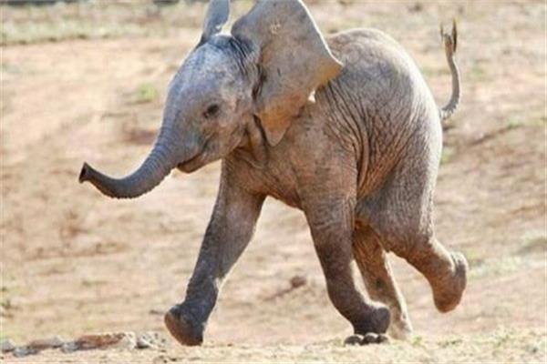  حظر الاتجار في الفيلة الأفريقية الرضيعة