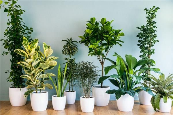 10 نباتات منزلية تساهم في تنقية الهواء