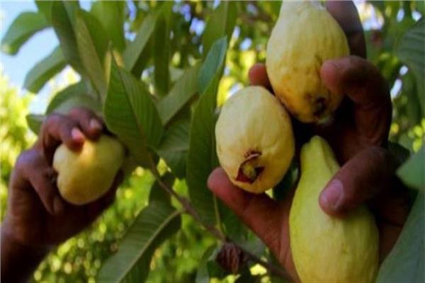 مزارعي الجوافة