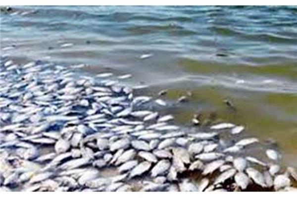 حقيقة انتشار أسماك نافقة بأسواق محافظة الإسكندرية