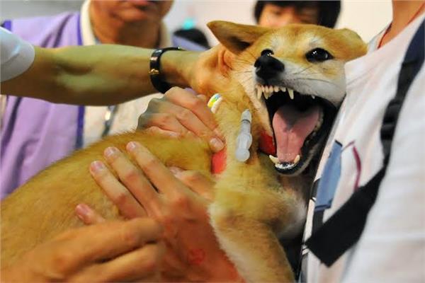 أمراض تصيب البشر والحيوانات.. أخطرها تحمله الكلاب والجمال