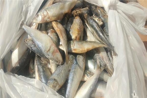 ضبط 3 أطنان أسماك منتهية الصلاحية بالإسكندرية