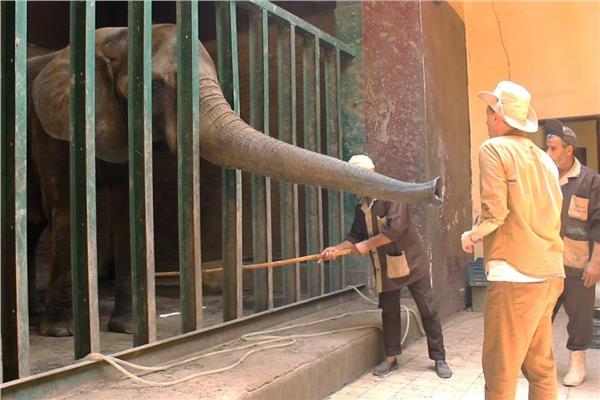 ما لا تعرفه عن الفيلة «نعيمة».. قتلت زوجها وحارسها وبكاها 20 رجلا  