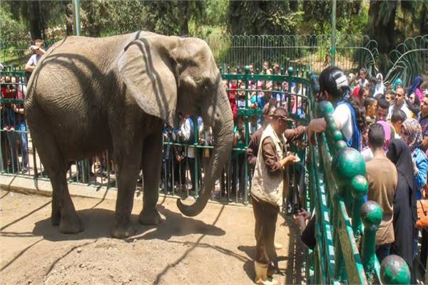 عقب وفاة الفيلة نعيمة أصبحت حديقة الحيوانات بدون أفيال