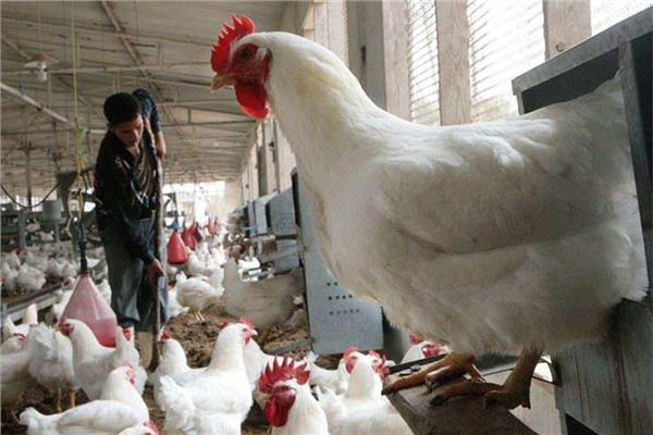 6 إجراءات من الزراعة لحماية الثروة الداجنة من أنفلونزا الطيور خلال الشتاء