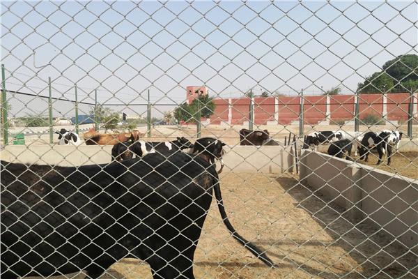 من داخل مزارع رؤوس الماشية والعجول في سجن طرة