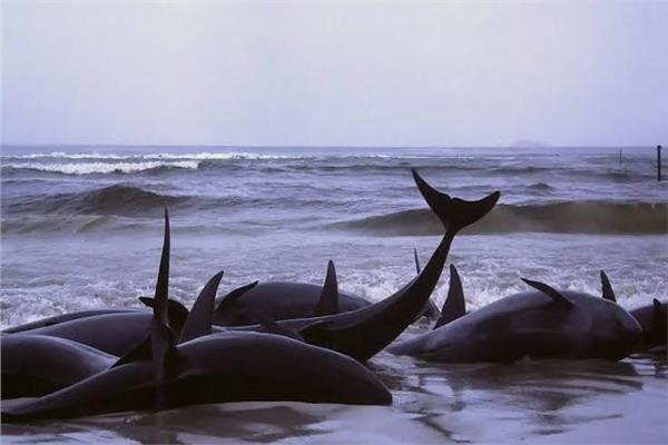 انتحار الحيتان ظاهرة تثير حيرة العلماء