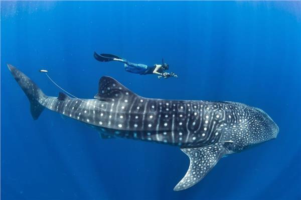 محميات البحر الاحمر تطلق تحذيرات وتعليمات للتعامل مع القرش الحوتى