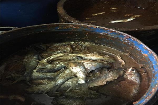 ضبط 16 طن أسماك غير صالحة للاستهلاك الآدمي