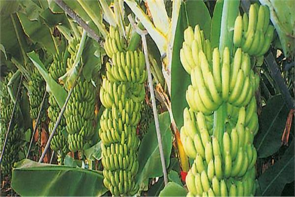 نصائح لـ«مزارعي الموز» مع جمع السوباطات التي اكتمل نموها