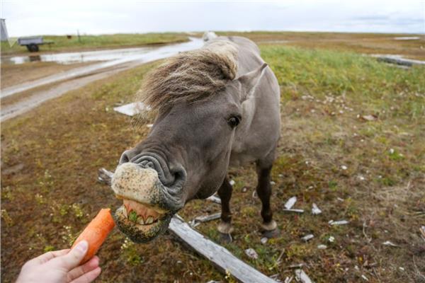  سبوتنيك الروسية ترصد أفضل صورها خلال العام للـ«حيوانات»