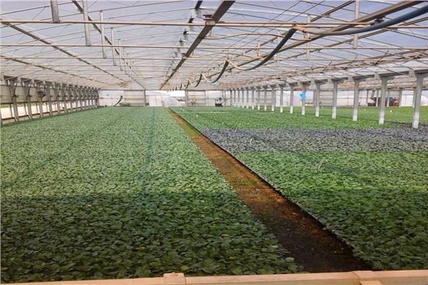 التوسع في الصوب وزراعة الزيتون..الأبرز لبحوث الاقتصاد الزراعي في 2019