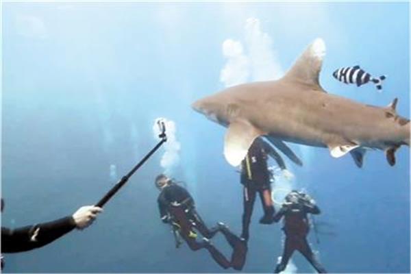 التحرش بأسماك القرش.. أزمة تهدد حياة الغواصين في جزيرة الأخوين