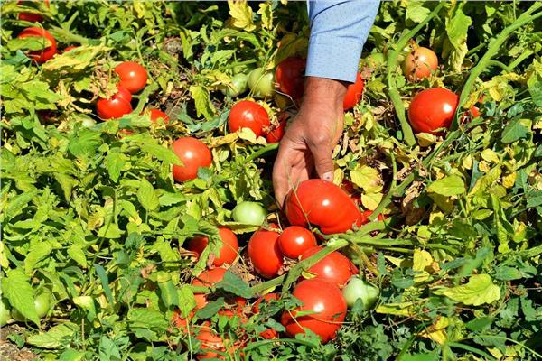 نصائح لـ«مزارعي الطماطم» تمهيدا لزراعة العروة الصيفية