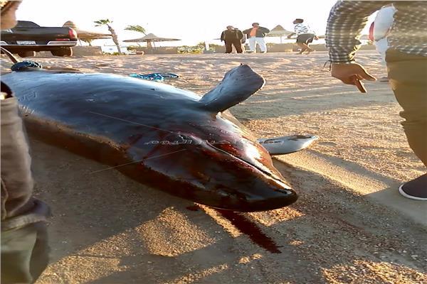 العثور على "الحوت القاتل" نافقاً بأحد شواطئ الغردقة 
