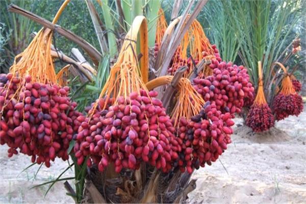 «الزراعة» تصدر 14 توصية لمكافحة الآفات التي تصيب ثمار النخيل