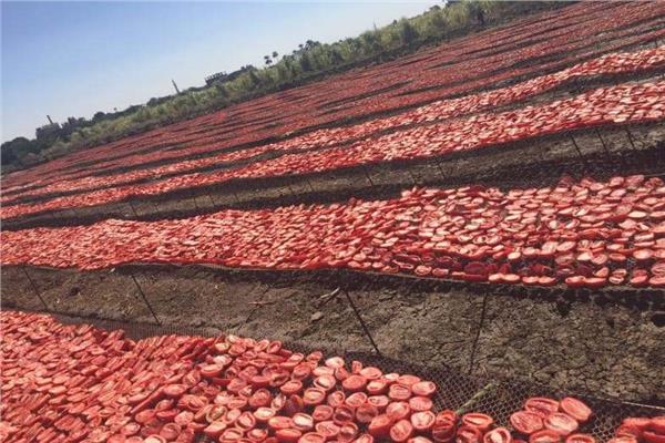 مشروع تجفيف الطماطم بالتعاون مع برنامج الغذاء العالمي