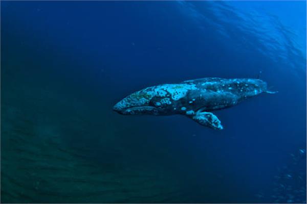 علاقة مفاجأة بين الشمس و الحيتان الرمادية