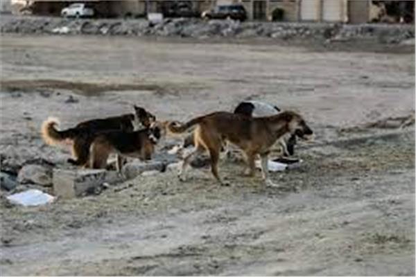 «كلاب ضالة» تلتهم جسد مربيتهم حتى وفاتها في دهب