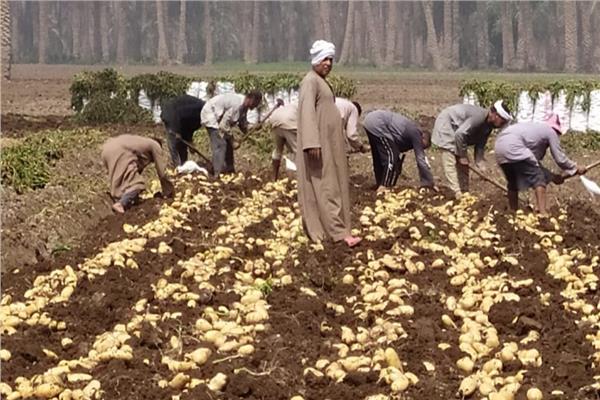 3 نصائح لـ«مزارعي البطاطس» خلال مارس