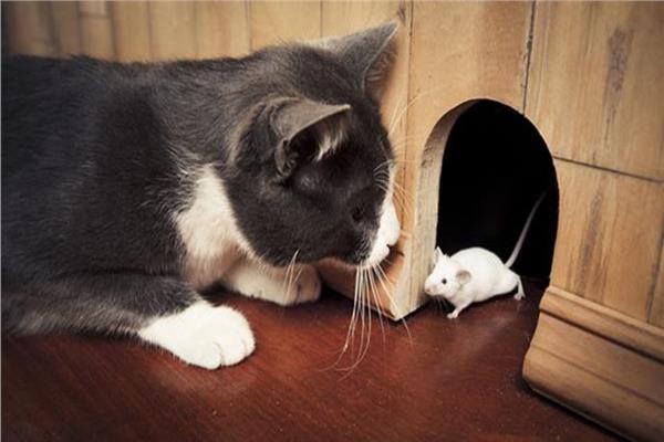  العلاقة بين القطط والفئران