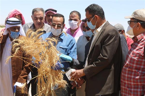 موسم حصاد القمح بشمال سيناء