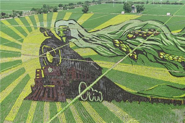 لوحات فنية عملاقة في حقول الأرز بالصين