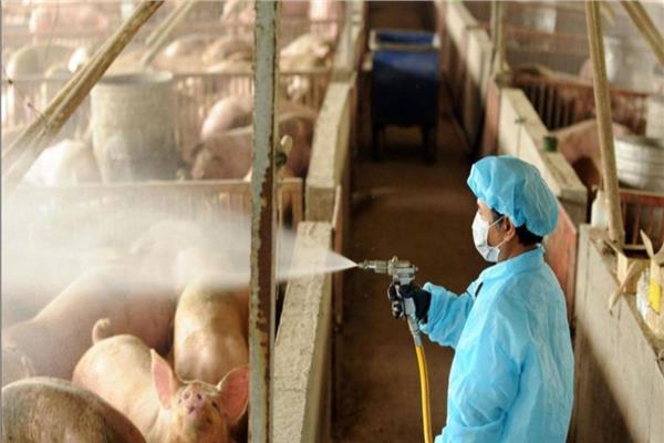 بسبب الخنازير.. ظهور فيروس جديد في الصين وتحذير من تحوله لجائحة