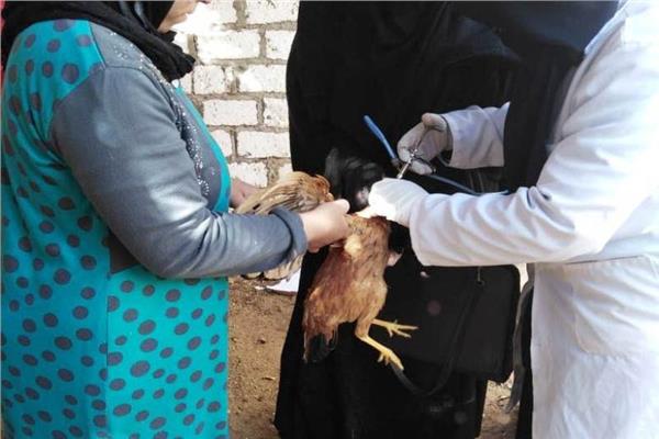 تحصين 173 ألف طائر ضد أنفلونزا الطيور في الشرقية