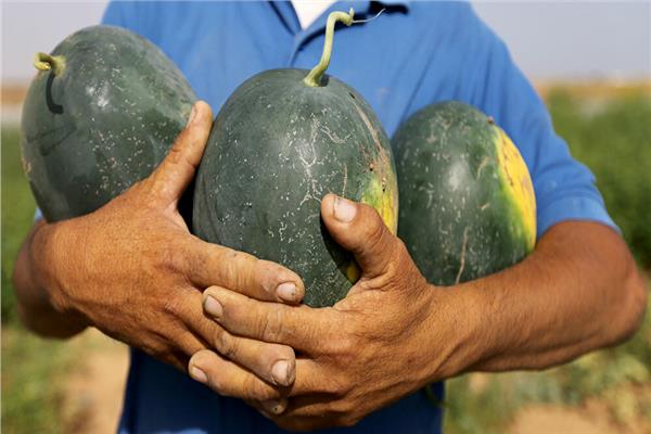 «الصحة» تنصح المواطنين بتناول البطيخ لزيادة المناعة