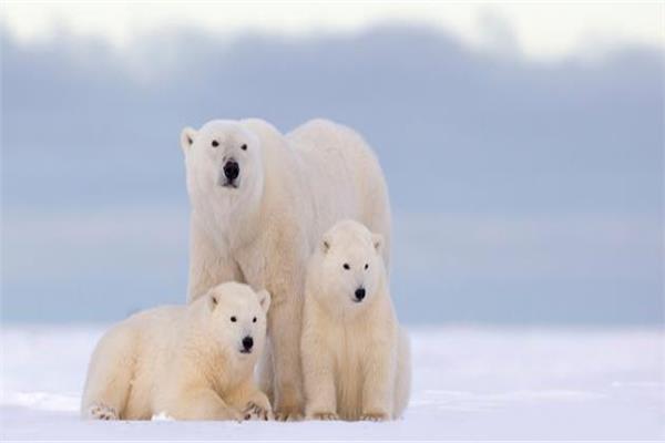 «تغير المناخ» خطر جديد يجعل «الدب القطبي» عرضة للانقراض