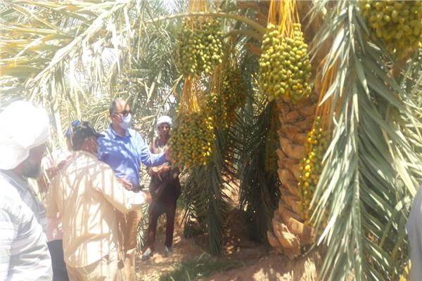 «الزراعة» تفتتح ٤ مراكز إرشادية بقرى الوادي الجديد لدعم مزارعي المحافظة