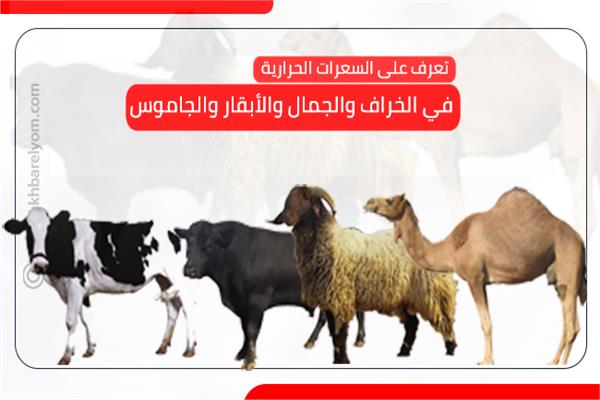 تعرف على السعرات الحرارية في الخراف والجمال والأبقار والجاموس