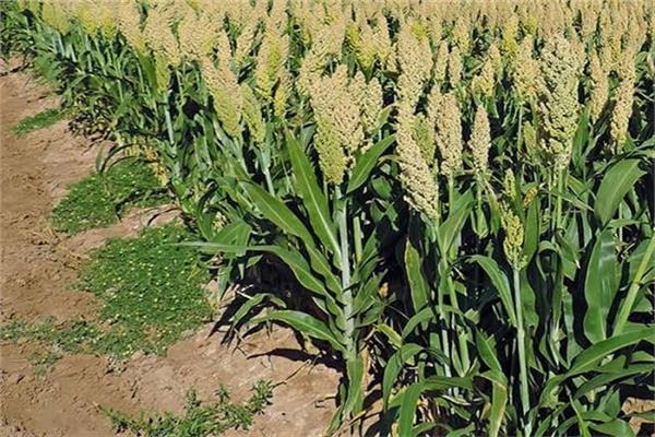 «الزراعة» تصدر نشرة بالتوصيات الفنية لمحصول الذرة الرفيعة خلال اغسطس 