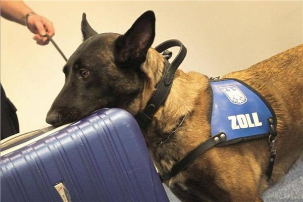 كلبة تحبط تهريب ربع مليون يورو بمطار ألمانيا