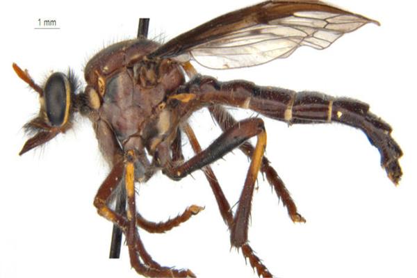بوجه يشبه «الحشرة».. علماء يكتشفون لأول مرة حيوانا عملاقا عاش قبل 250 مليون عام
