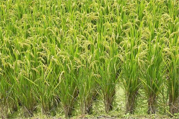  محصول الأرز