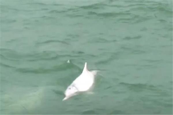 دلافين بيضاء مهددة بالانقراض تلهو في مياه هونج كونج