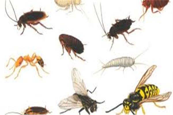 طرق طبيعية للقضاء على النمل والصراصير في المنزل 