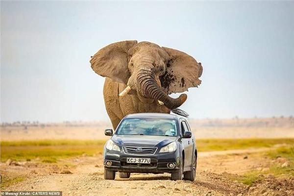 صور تحبس الأنفاس.. فيل عملاق يطارد سيارة محاولا دهسها