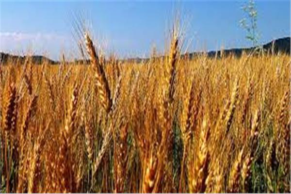 موسم زراعة القمح