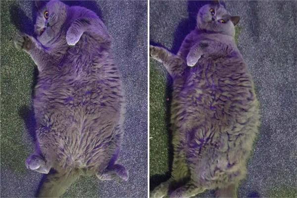  «القطة المفجوعة» ..تعاني من السمنة وزنها 7 كيلو 
