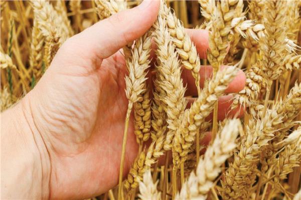 توصيات للتعامل مع محصول القمح