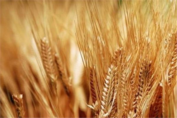 استعدادات مبكرة لزراعة القمح والشعير والمحاصيل الشتوية بشمال سيناء