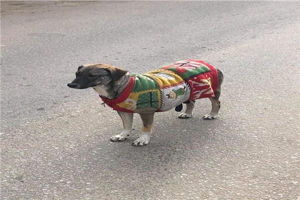 كلب بلدي يلبس "بلوفر "من شدة البرد في المعادي  