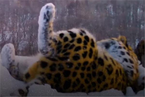 الفهد العاشق في روسيا