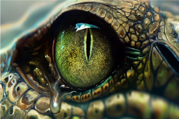 عين التمساح